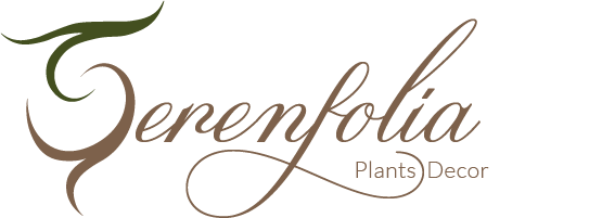plantas-decorativas